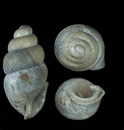 fossil snails darwin|darwin's first discovery.